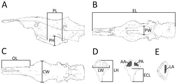 Morphometric measurements shown on illustrations of the endocast and endosseous labyrinth of Pelagosaurus.