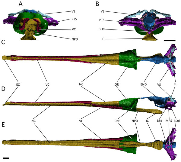 Reconstruction of the endocranial anatomy of Pelagosaurus typus.