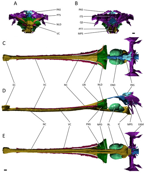 Reconstruction of the endocranial anatomy of Gavialis gangeticus.