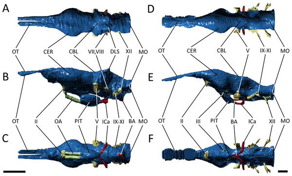 Endocast morphology.