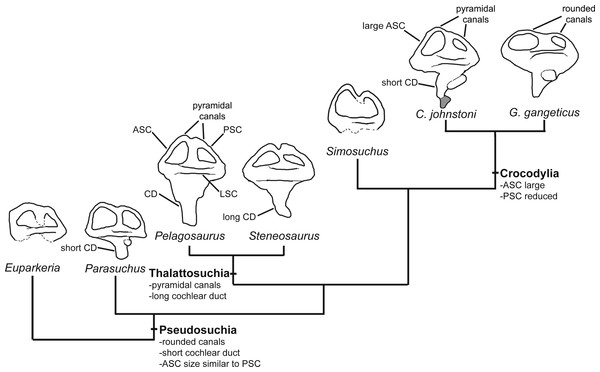 Evolution of the labyrinth in pseudosuchians and proximate stem-group archosaurs.