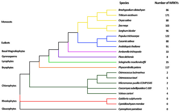  Evolutionary relationship of 20 species among nine lineages within the Plantae.