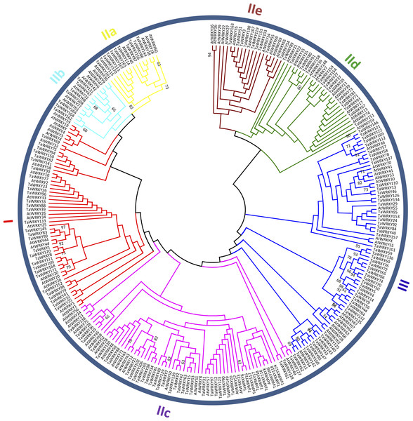 Phylogenetic tree of WRKY domains (WDs) from wheat and Arabidopsis.