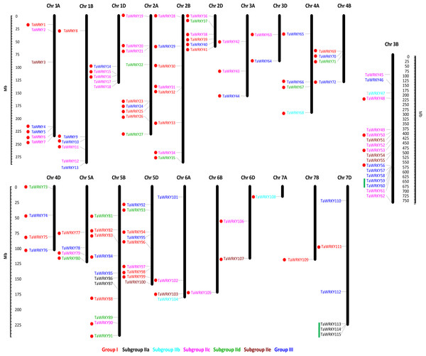 Chromosome distribution of TaWRKY genes.