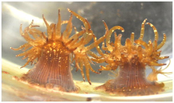 Exaiptasia pallida, the sea anemone species used in the host-associated microbial community study (Photograph taken by Tanya Brown).