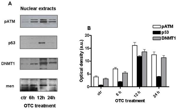 OTC induces genotoxic damage.