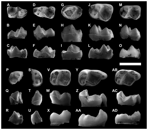ESEM images of isolated lower teeth of Agerinia marandati sp. nov. from Masia de l’Hereuet.