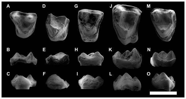 ESEM images of isolated upper teeth of Agerinia marandati sp. nov. from Masia de l’Hereuet.