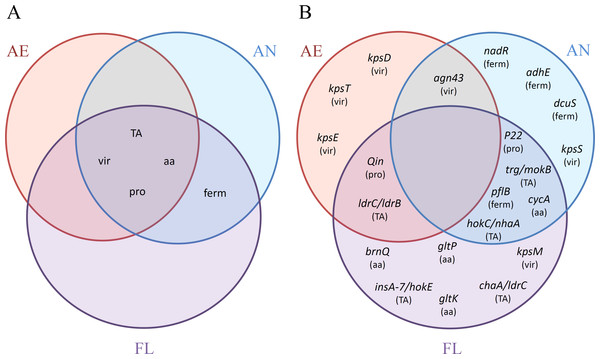 Venn diagrams of the distributions of (A) categories (TA, TA systems; vir, virulence genes; aa, amino acid transporters; pro, prophage excision; ferm, fermentation network) and (B) adaptive mutations, with corresponding categories affected in parenthesis, as reported among the AE, AN and FL genomes after 2,000 generations.