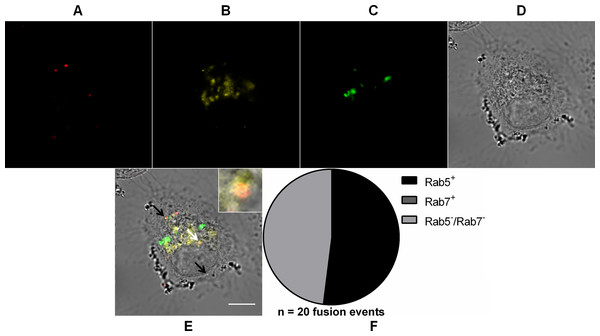 Role of early and late endosomes in MAYV fusion.