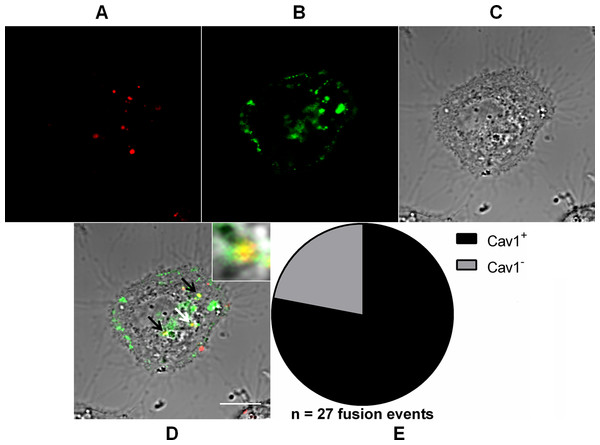 Role of caveolae-derived vesicles in MAYV fusion.