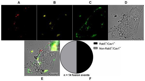 Coalescence of MAYV fusion-competent compartments.