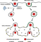 On the entry of an emerging arbovirus into host cells: Mayaro virus ...