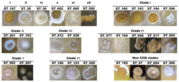 Colony morphological diversity of Streptomyces isolated from CCB within clades.