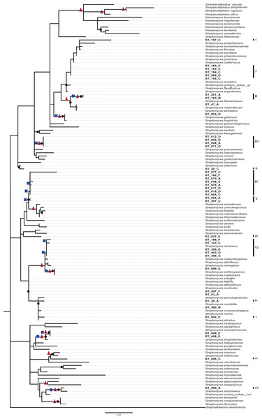 Phylogenetic tree of Streptomycetaceae family based on nearly full-length 16s rRNA gene sequences and their closely related type strains based on the maximum likelihood (ML) method, constructed by Tamura–Nei I + G evolutionary model with 1,000 bootstrap replicates.