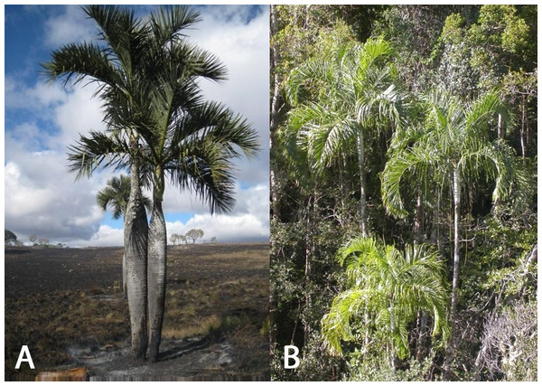 (A) Dypsis decipiens (IUCN: Endangered), (B) Dypsis ambositrae (IUCN: Critically Endangered), palms found in the central highlands of Madagascar.