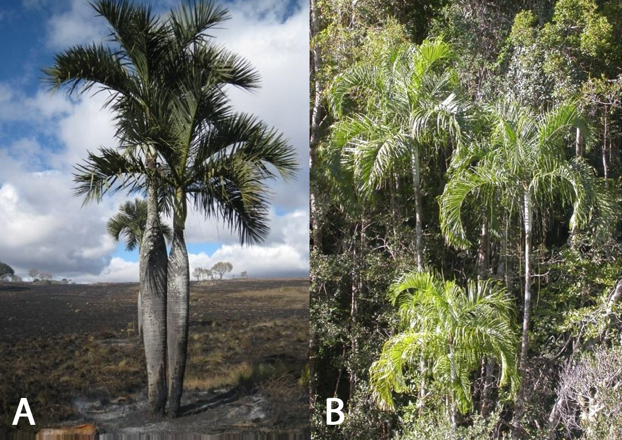 Population genetics data help to guide the conservation of palm species ...