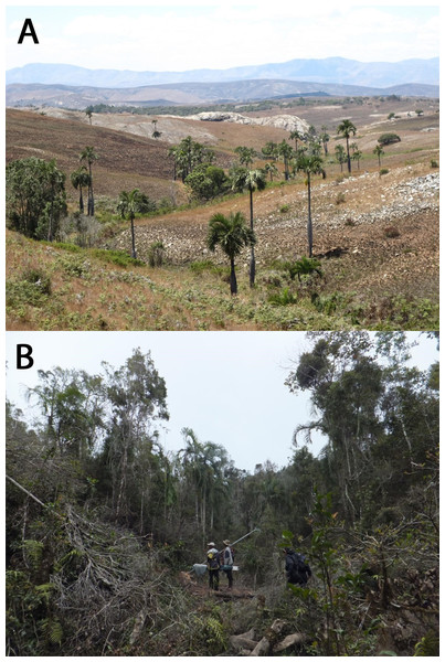 (A) Dypsis decipiens grows in large but widely spaced stands across the Itremo Massif of the Madagascan Central Highlands, a region vulnerable to frequent and extensive grassland fires. (B) Dypsis ambositrae grows in small populations in riverine and gallery forest in Madagascar, vulnerable to deforestation and charcoal production.