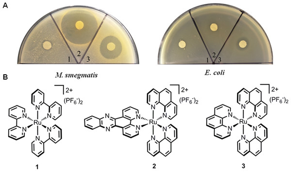 Antimicrobial activities of ruthenium complexes.