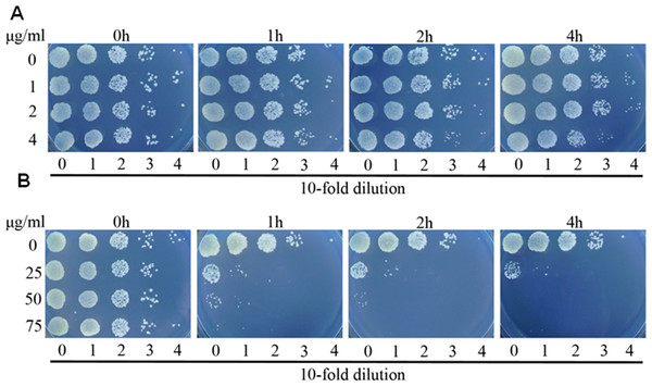 Complex 2 (A) was bacteriostatic and complex 3 (B) was bactericidal against M. smegmatis.