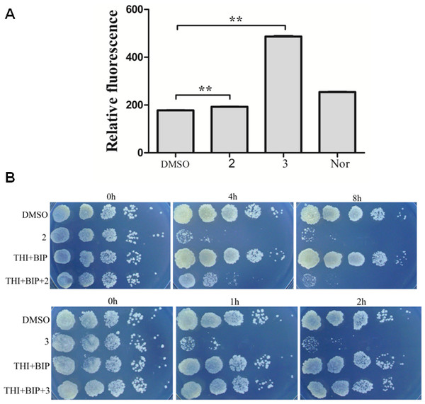 Complex 3 triggered endogenous ROS production in M. smegmatis.