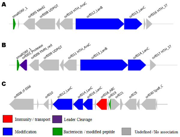 BAGEL3 output of three putative bacteriocin gene clusters identified from the gastrointestinal tract subset of the Human Microbiome Project’s reference genome database by our new profile HMM.