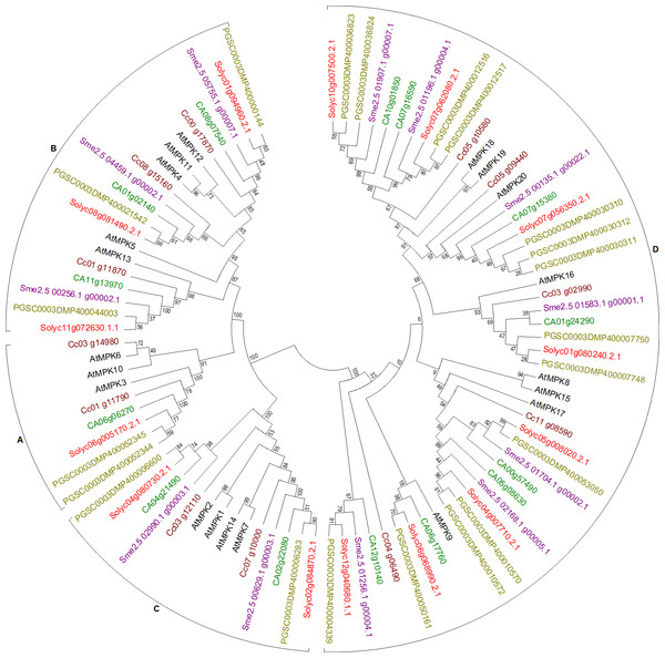 Phylogenetic tree of MPK genes from tomato, potato, eggplant, pepper, and coffee in reference to Arabidopsis clustered according to their phylogeny.