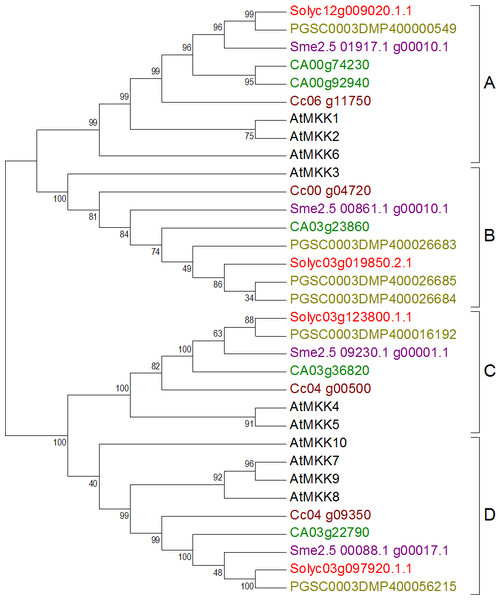 Phylogenetic tree of MKK genes from tomato, potato, eggplant, pepper, and coffee in reference to Arabidopsis clustered according to their phylogeny.