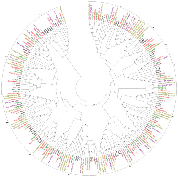 Phylogenetic tree of Raf-like genes from tomato, potato, eggplant, pepper, and coffee in reference to Arabidopsis clustered according to their phylogeny.