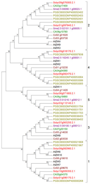 Phylogenetic tree of ZIK genes from tomato, potato, eggplant, pepper, and coffee in reference to Arabidopsis clustered according to their phylogeny.