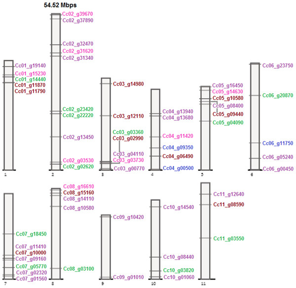 MPK, MKK, MEKK-like, Raf-like, and ZIK gene distribution on coffee chromosomes.