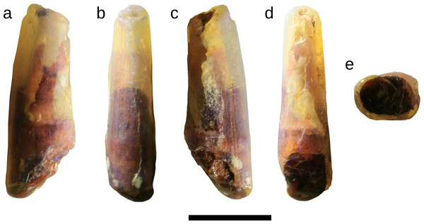 Tooth of Anhangueria indet. LRF 759.