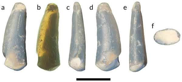Tooth of Anhangueria indet. LRF 3142.