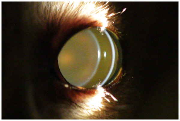 Eye of a two year old mouse lemur.