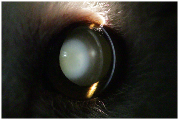 Eye of an eight year old mouse lemur.