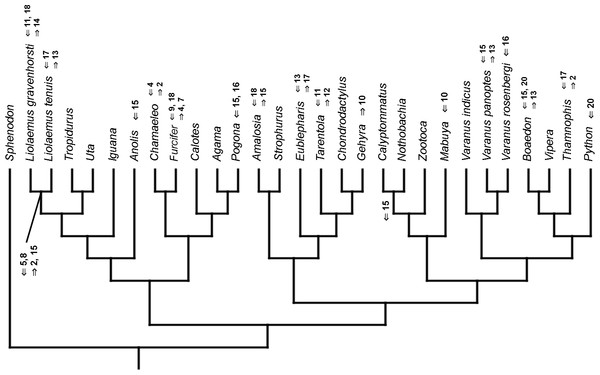 Heterochronic events in lepidosaur evolution.