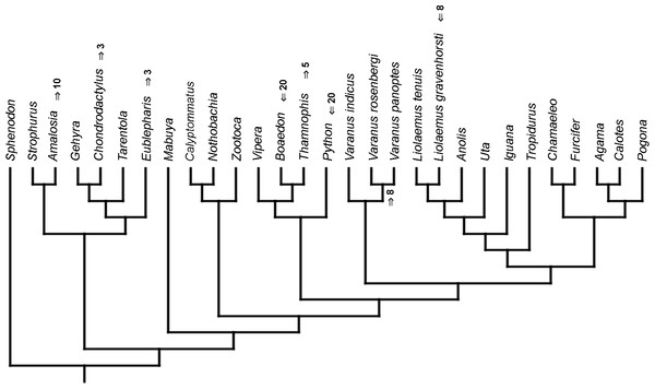 Heterochronic events in lepidosaur evolution.