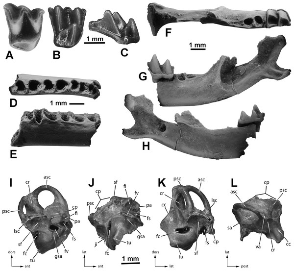 Cranial elements of Eptesicus cf. E. fuscus from the Gray Fossil Site, Tennessee.