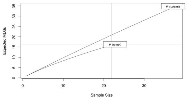 Multi Locus Genotypes for Pseudoperonospora isolates.