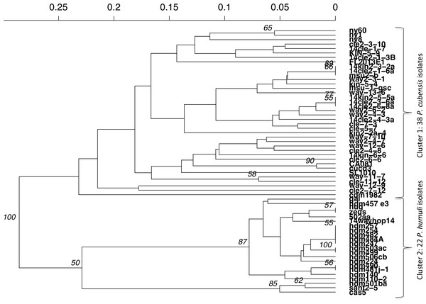 UPGMA dendrogram of Bruvo’s distance between individuals of P. cubensis and P. humuli.