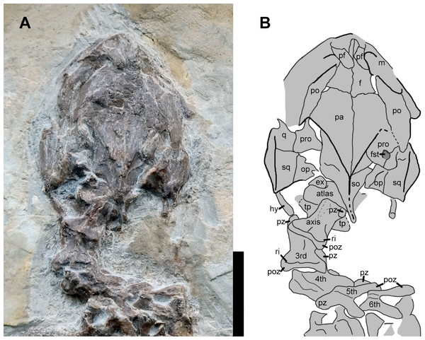 Cranium and cervical vertebrae of the juvenile specimen of Manchurochelys manchoukuoensis. (PMOL-AR00007).