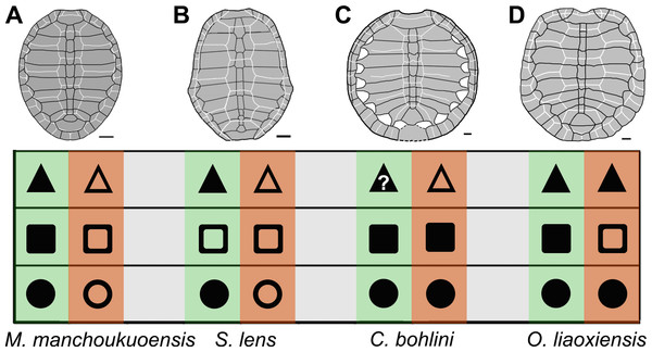  Comparison of ontogenetic patterns of sinemydids.