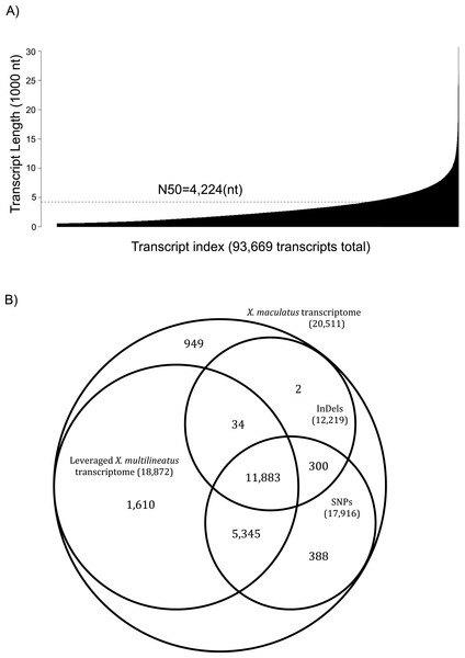 Assembly statistics and sequence variations for the X. multilineatus transcriptome.