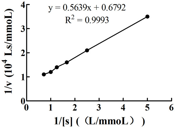 Double reciprocal plot of 1/[S] (L/mmol) and 1/v (104 Ls/mmol).