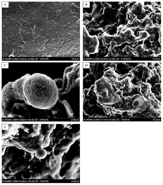 SEM images of WSC2, the precipitate formed by WSC2 and peanut oil, and the precipitate formed by WSC2 and cholesterol.
