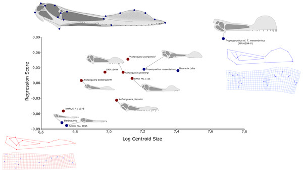 Geometric morphometric analysis of twelve skulls referable to Anhanguera (red dots) and closely related taxa (blue dots) of the regression score on centroid size log.