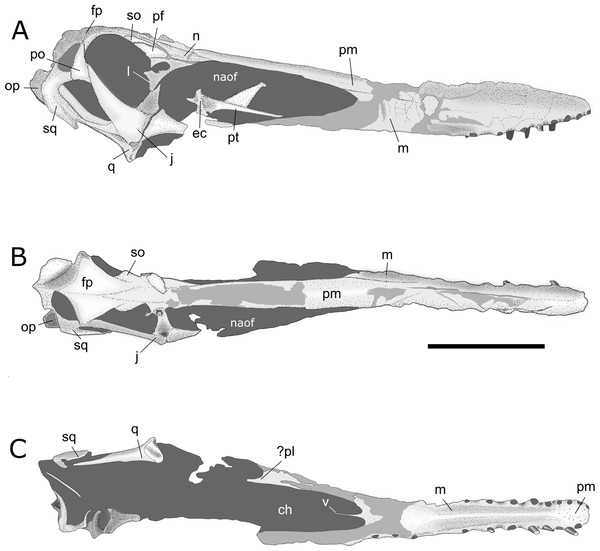 Interpretative drawings of AMNH 22555 skull.