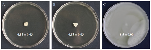 Swimming motility testing of S. symbiotica CWBI-2.3T as described in Materials and methods.
