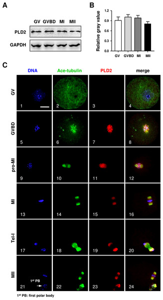 The protein expression of PLD2 and its relationship with spindle in mouse oocytes during meiotic maturation.