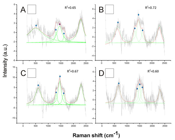Examples of Raman spectra of white hair, and of hairless thorax ventral side cuticle, in Bombus, and peak identification after having applied the reference deconvolution method.